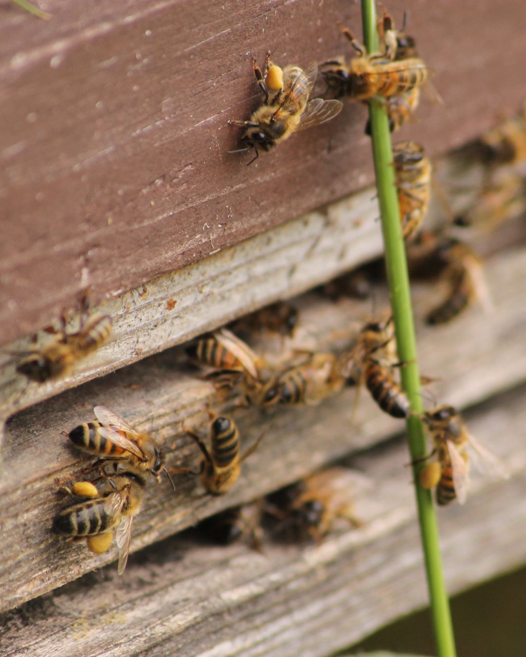 Breathe in the warm potent air from our beehives Breathe in the warm potent air from our beehives