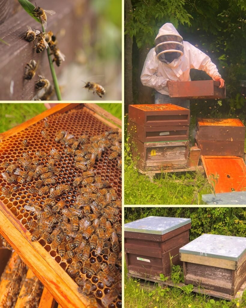 Our busy bees in action