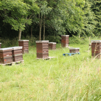 Buckfast Nucs - Image 4